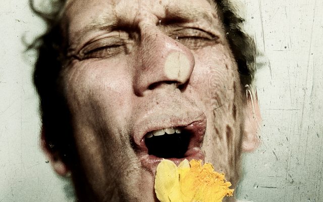 Cleasned Artwork: Leo Bill presses his face up against a yellow daffodil and a pane of glass.